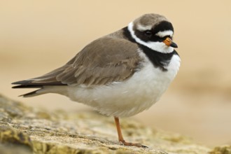Common Ringed Plover (Charadrius hiaticula), Asturias, Spain