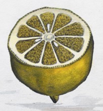 Sliced, halved lemon, citrus fruit, hand-coloured copper engraving or copper etching by Johann
