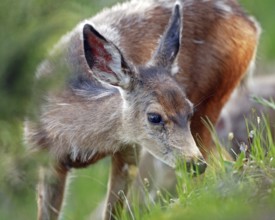 Mule deer, black-tailed deer (Odocoileus hemionus columbianus), lying in the snow, Wyoming, United