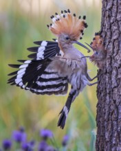 Hoopoe (Upupa epops) Bird of the Year 2022, male with caterpillar as food for the young bird,