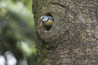 Eurasian Blue Tit (Cyanistes caeruleus), Saxony, Germany