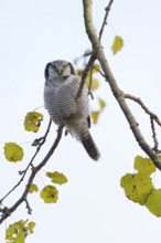 Northern Hawk-Owl (Surnia ulula), Zwolle, Netherlands