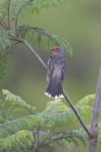 White-tipped Plantcutter (Phytotoma rutila) perched on a branch in Bolivia, South America