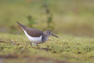 Common Sandpiper (Actitis hypoleucos) foraging, North Rhine-Westphalia, Germany