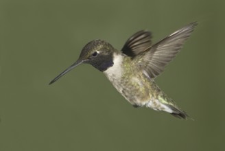 Black-chinned Hummingbird (Archilochus alexandri), Canada