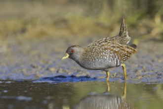 Australian Crake (Porzana fluminea), Victoria, Australia