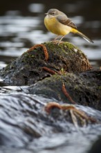 Grey Wagtail (Motacilla cinerea), over stone in waterfall, Arnoia river, Galicia, Spain