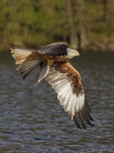 Rotmilan, lat. Milvus milvus, Altvogel im Flug mit gefangenem Fisch über dem See