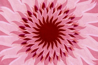 An artistic floral background featuring a layered pattern of pink and red abstract petals in a
