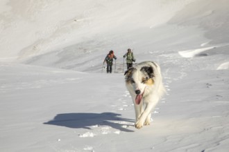 A playful dog leads the way across a snowy landscape with two snowboarders following behind. The