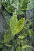 Plants and green leaves behind glass in greenhouse, structure, background, flora, art, texture,