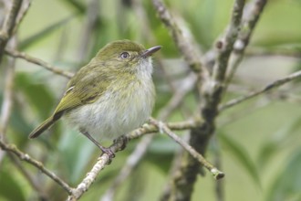 Hangnest Tody-Tyrant (Hemitriccus nidipendulus) perched on a branch in the Atlantic rainforest of