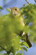 Common Nightingale (Luscinia megarhynchos), Rhineland-Palatinate, Germany