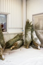 A group of snow-covered Christmas trees is bundled up and leaning against a wall outside a building