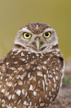 Burrowing Owl (Athene cunicularia), Florida, USA