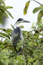 Black-headed Heron (Ardea melanocephala), Malindi, Kenya
