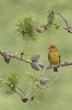 Summer Tanager (Piranga rubra) female perched on a branch, Texas, USA