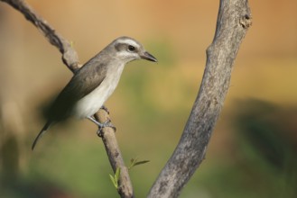 Common Woodshrike (Tephrodornis pondicerianus), Kalametiya, Sri Lanka