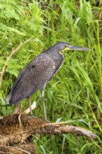 Bare-throated tiger heron (Tigrisoma mexicanum), in search of food