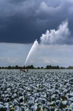 Agriculture, artificial irrigation of a field, irrigation system, cabbage cultivation, red cabbage,