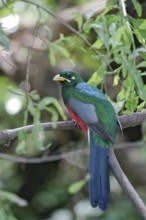 Narina Trogon (Apaloderma narina) male, Lake Manyara, Tanzania