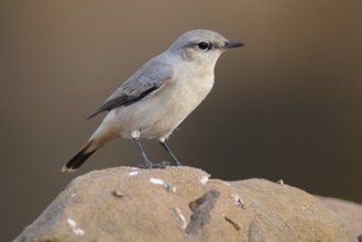 Kurdish Wheatear (Oenanthe xanthoprymna), India