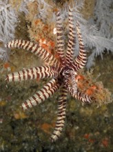 A feather star in bright colours, sawtooth starfish (Oligometra serripinna), under water. Dive site