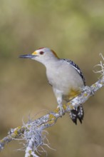 Golden-fronted Woodpecker (Melanerpes aurifrons), Texas, USA