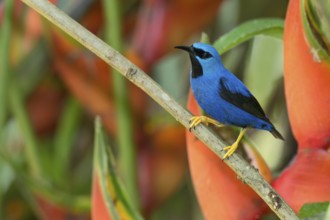 Shining Honeycreeper (Cyanerpes lucidus) male, Costa Rica