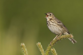 Tree Pipit - Baumpieper - Anthus trivialis ssp. trivialis, Russia