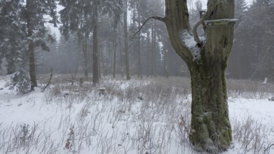 A frosty forest with an old, snowy tree in a foggy winter landscape with a Rennsteig signpost,