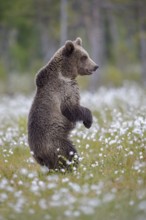 Eurasian Brown Bear (Ursus arctos) standing in white cottongrass, Finland
