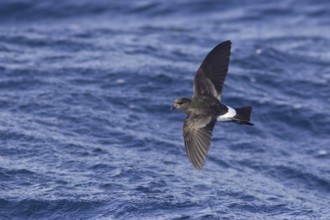 Wilson's Storm Petrel (Oceanites oceanicus), South Australia, Australia