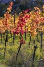 Autumn vineyard with colourful leaves in warm sunlight, Baden-Württemberg, Germany