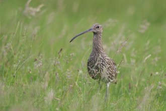 Eurasian Curlew (Numenius arquata), North Rhine-Westpalia, Germany