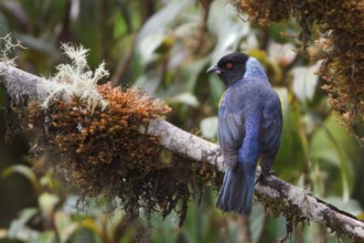 Hooded Mountain-Tanager (Buthraupis montana) perched on a branch in Bolivia, South America