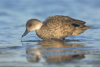 Grey Teal (Anas gracilis), Victoria, Australia
