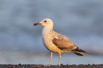 Armenienmöwe, Armeniermöwe, Larus armenicus, Larus cachinnans armenicus, Armenian Gull