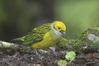 Silver-throated Tanager (Tangara icterocephala), Costa Rica