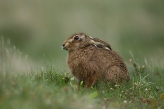 European brown hare (Lepus europaeus) adult animal in grassland in a rain shower, Suffolk, England,