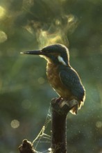 Common Kingfisher (Alcedo atthis) male, Utrecht, Netherlands