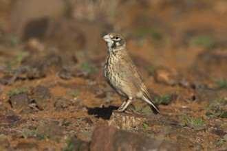 Thick-billed Lark (Ramphocoris clotbey), Morocco