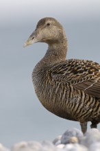 Eiderente (Somateria mollissima), Eider, Weibchen am Kiesstrand, Portrait, Juni, Duene der Insel