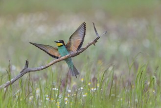 Bee-eater, (Merops apiaster), individual, perch, Tiszaalp-r, Kiskuns-gi National Park, B-cs-Kiskun,