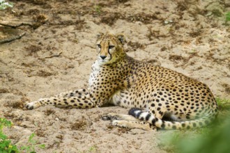 Cheetah (Acinonyx jubatus) lying ion the ground, Germany