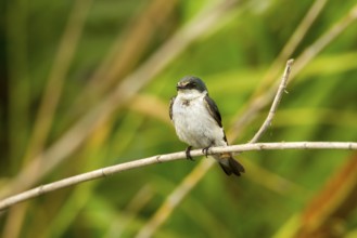 Mangrove Swallow Tachycineta albilinea San Blas, Nayarit, Mexico 6 June Adult in worn plumage.