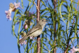 Bell's Vireo Vireo bellii arizonae Tucson, Pima County, Arizona, United States 31 May Adult Male