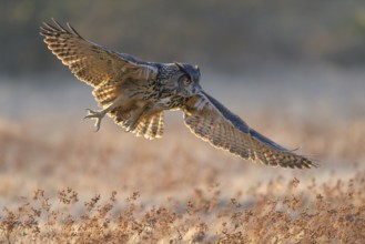 Eurasian Eagle-owl (Bubo bubo), in flight over a meadow in the last light, backlight, Swabian Alb