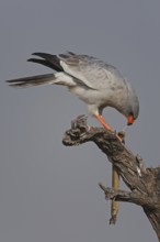 Pale Chanting Goshawk (Melierax canorus), Oshikoto, Namibia