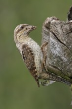 Eurasian Wryneck (Jynx torquilla), Saxony, Germany